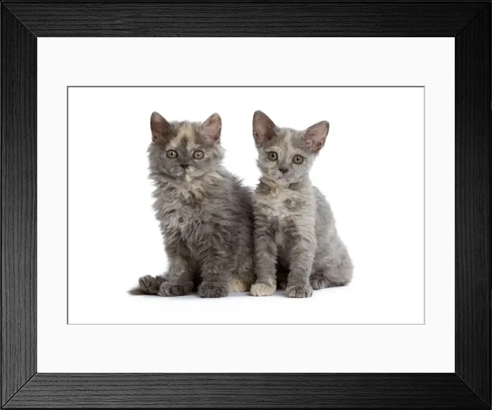Framed Print : Cat - Selkirk Rex kittens in studio Framed Print : Cat - Selkirk Rex kittens in studio