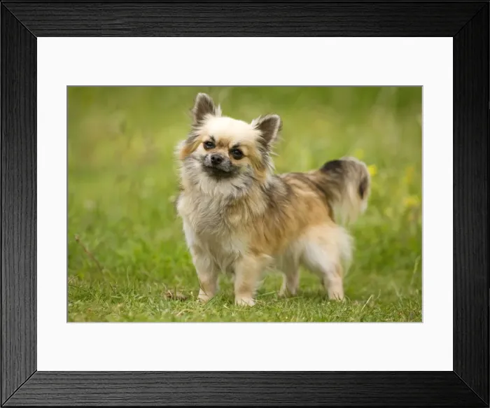 Framed Print : Dog - long-haired chihuahua Framed Print : Dog - long-haired chihuahua