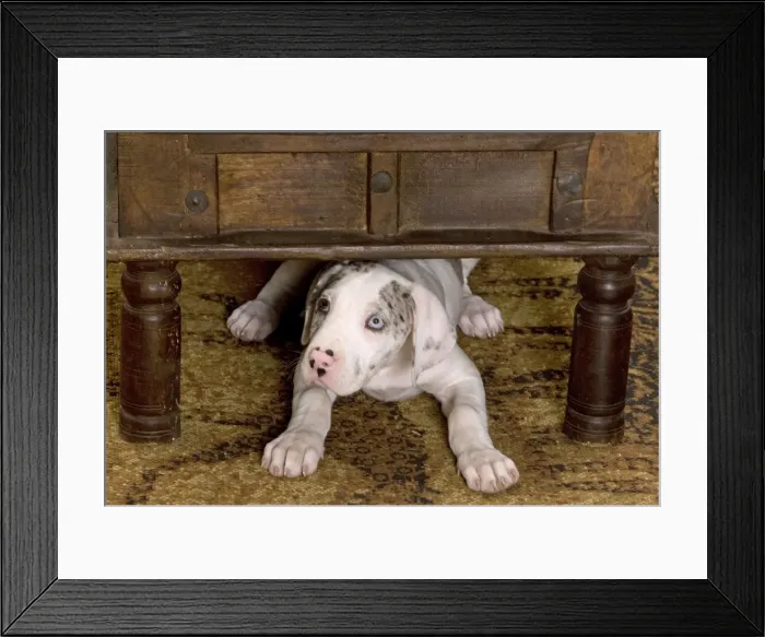 Framed Print : Dog - Great Dane - 10 week old puppy hiding under table. Also known as German Mastiff / Deutsche Dogge / Dogue Allemand (French) Framed Print : Dog - Great Dane - 10 week old puppy hiding under table. Also known as German Mastiff / Deutsche Dogge / Dogue Allemand (French)