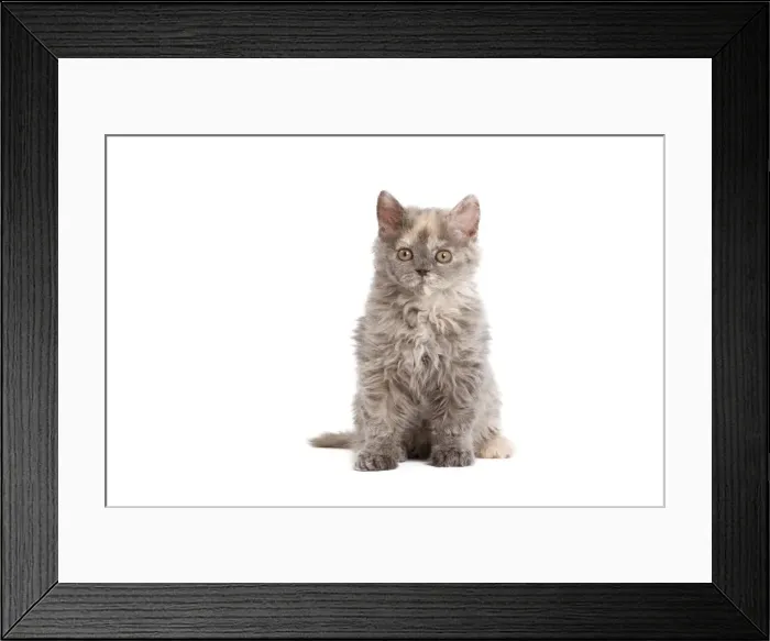 Framed Print : Cat - Selkirk Rex kitten in studio Framed Print : Cat - Selkirk Rex kitten in studio
