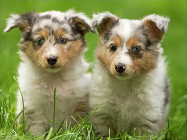Dog - two puppies