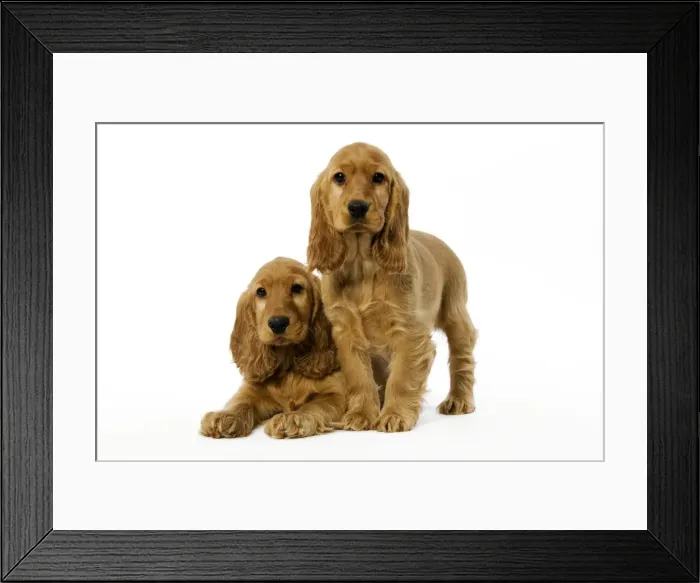 Framed Print : Dog - English Cocker Spaniel puppies in studio Framed Print : Dog - English Cocker Spaniel puppies in studio