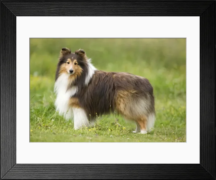 Framed Print : Dog - Shetland sheepdog Framed Print : Dog - Shetland sheepdog