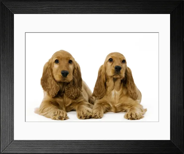 Framed Print : Dog - English Cocker Spaniel puppies in studio