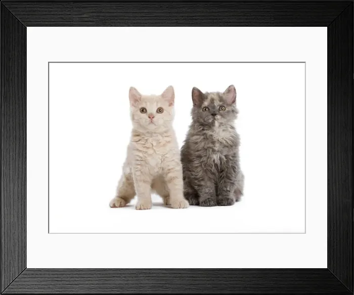 Framed Print : Cat - Selkirk Rex kittens in studio Framed Print : Cat - Selkirk Rex kittens in studio