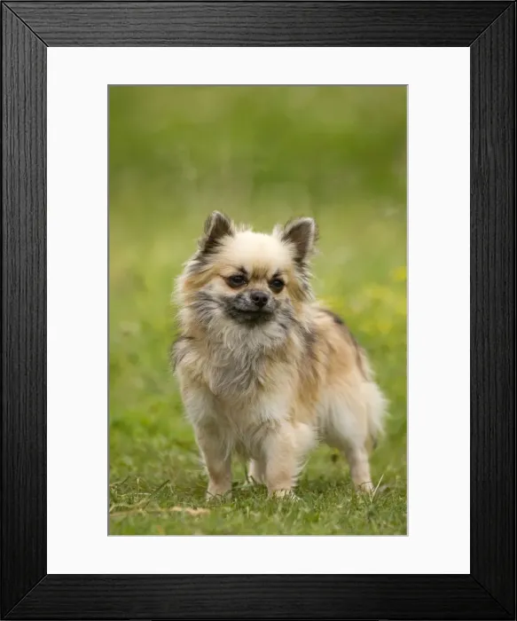 Framed Print : Dog - long-haired chihuahua Framed Print : Dog - long-haired chihuahua
