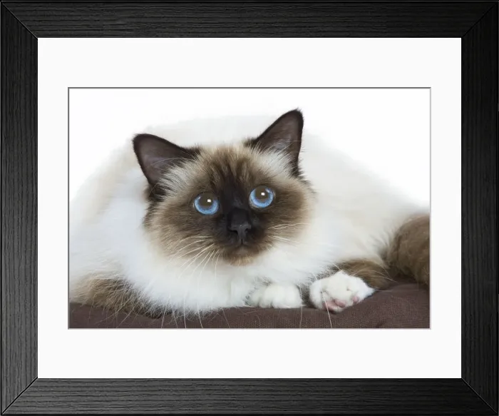 Framed Print : Cat - Birman - in studio Framed Print : Cat - Birman - in studio