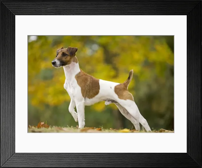 Framed Print : Dog - Smooth Fox Terrier Framed Print : Dog - Smooth Fox Terrier