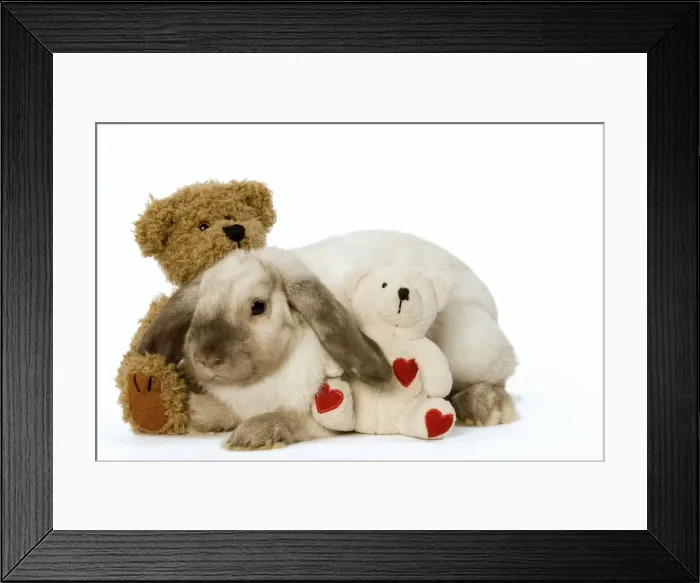 Framed Print : Rabbit - French Lop / Belier with teddy bears in studio Framed Print : Rabbit - French Lop / Belier with teddy bears in studio