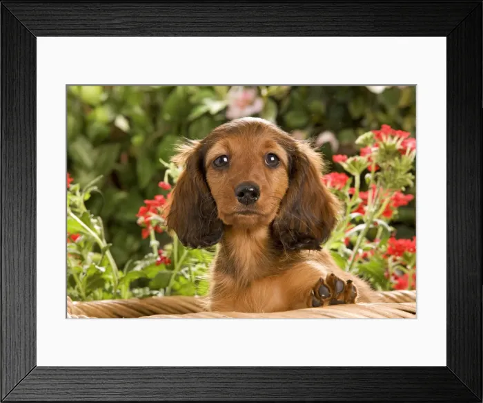 Framed Print : Long-Haired Dachshund / Teckel Dog - puppy with flowers. Also known as Doxie / Doxies in the US Framed Print : Long-Haired Dachshund / Teckel Dog - puppy with flowers. Also known as Doxie / Doxies in the US