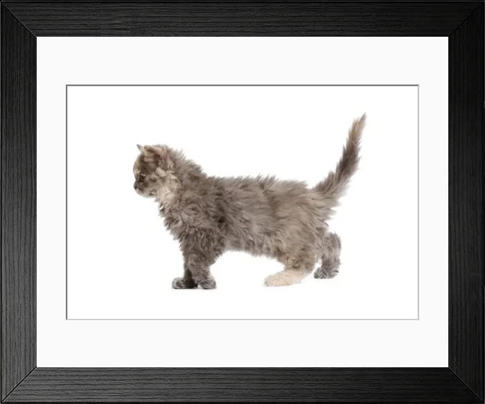 Framed Print : Cat - Selkirk Rex kitten in studio Framed Print : Cat - Selkirk Rex kitten in studio