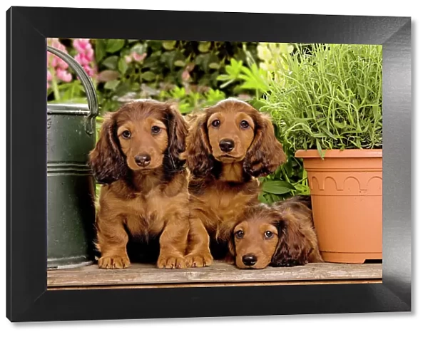 Long-Haired Dachshund  /  Teckel Dog - three puppies. Also known as Doxie  /  Doxies in the US