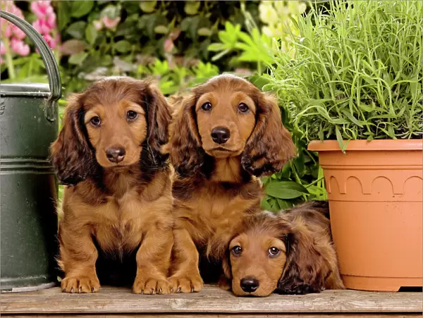 Long-Haired Dachshund  /  Teckel Dog - three puppies. Also known as Doxie  /  Doxies in the US
