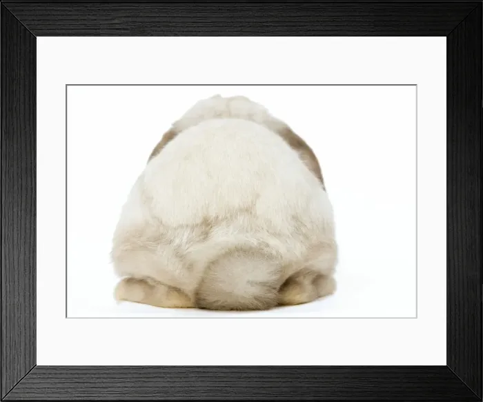 Framed Print : Rabbit - French Lop / Belier back view Framed Print : Rabbit - French Lop / Belier back view