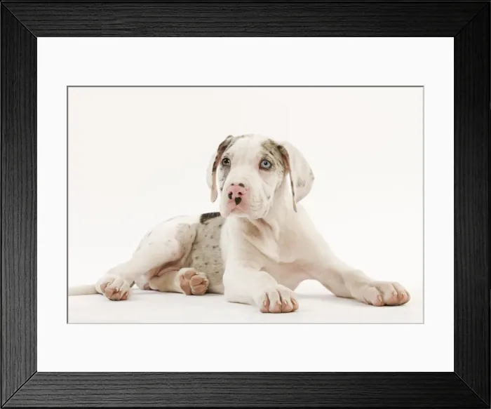 Framed Print : Dog - Great Dane - 10 week old puppy in studio. Also known as German Mastiff / Deutsche Dogge / Dogue Allemand (French) Framed Print : Dog - Great Dane - 10 week old puppy in studio. Also known as German Mastiff / Deutsche Dogge / Dogue Allemand (French)