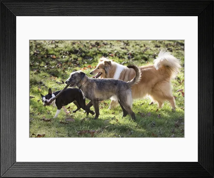 Framed Print : Dog - three on walk, one carrying a stick Framed Print : Dog - three on walk, one carrying a stick