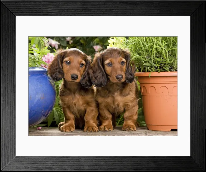 Framed Print : Long-Haired Dachshund  /  Teckel Dog - by flowerpots. Also known as Doxie  /  Doxies in the US