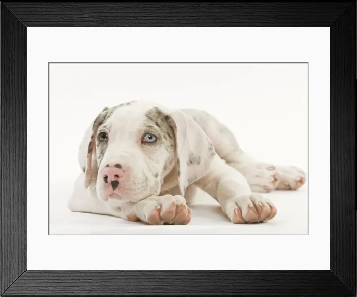 Framed Print : Dog - Great Dane - 10 week old puppy in studio. Odd eyes. Also known as German Mastiff / Deutsche Dogge / Dogue Allemand (French) Framed Print : Dog - Great Dane - 10 week old puppy in studio. Odd eyes. Also known as German Mastiff / Deutsche Dogge / Dogue Allemand (French)