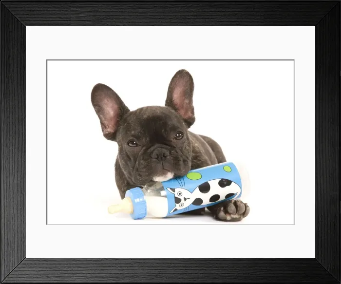 Framed Print : Dog - French Bulldog in studio with baby bottle of milk Framed Print : Dog - French Bulldog in studio with baby bottle of milk