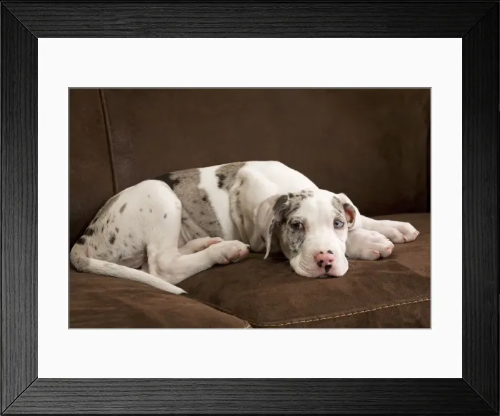 Framed Print : Dog - Great Dane - 10 week old puppy on sofa. Odd eyes. Also known as German Mastiff / Deutsche Dogge / Dogue Allemand (French) Framed Print : Dog - Great Dane - 10 week old puppy on sofa. Odd eyes. Also known as German Mastiff / Deutsche Dogge / Dogue Allemand (French)