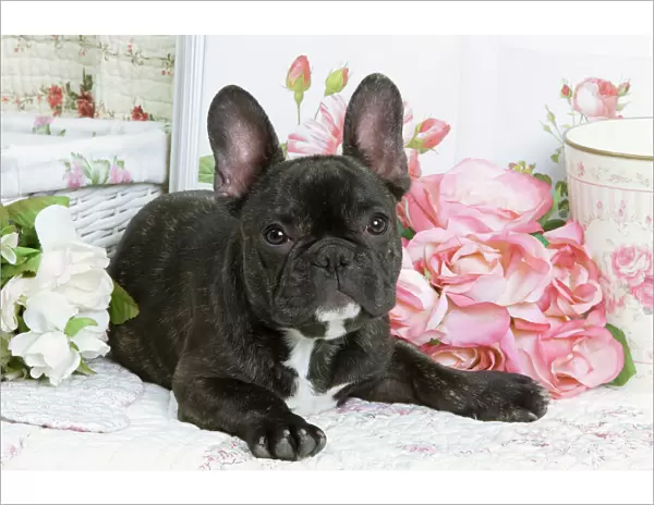 Dog - French Bulldog with flowers