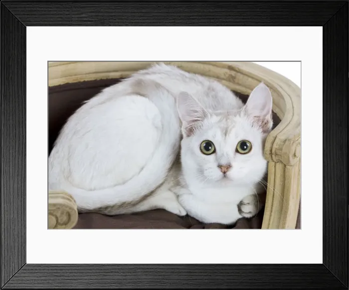 Framed Print : Cat - Burmilla - 6 month old kitten Framed Print : Cat - Burmilla - 6 month old kitten