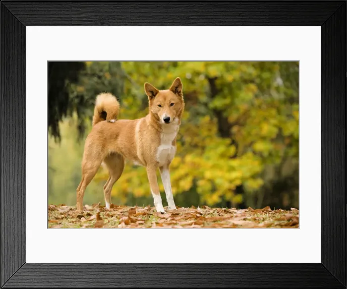 Framed Print : Canaan dog Framed Print : Canaan dog