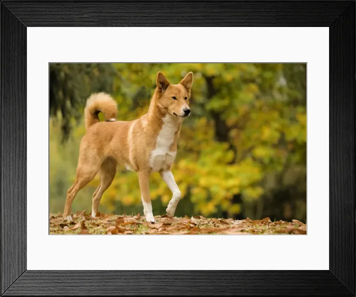 Framed Print : Canaan dog Framed Print : Canaan dog