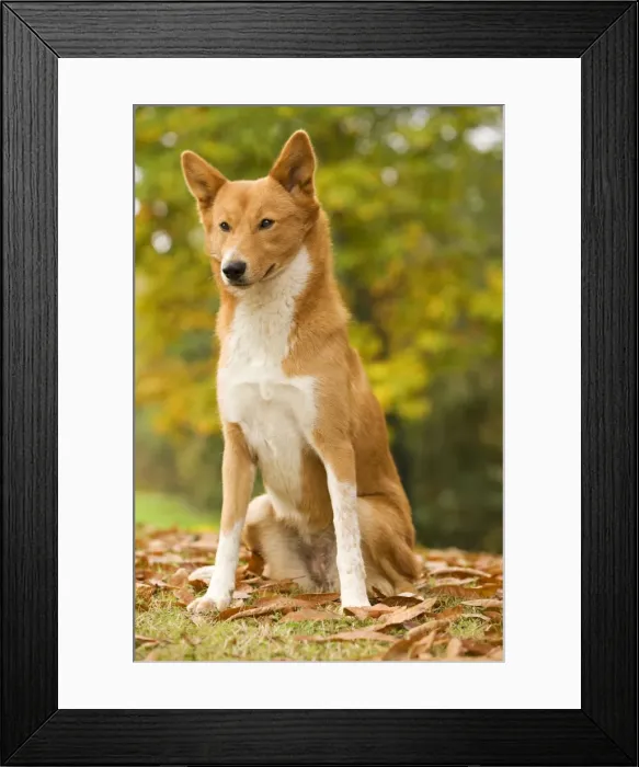 Framed Print : Canaan dog Framed Print : Canaan dog