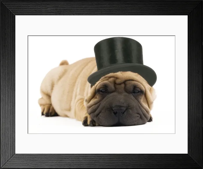 Framed Print : Shar-pei Dog - in top hat Framed Print : Shar-pei Dog - in top hat