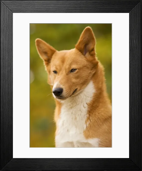 Framed Print : Canaan dog Framed Print : Canaan dog