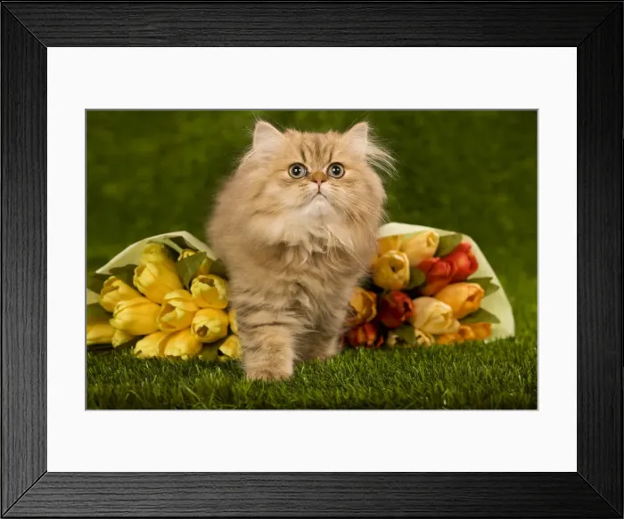 Framed Print : Golden Shaded Persian Cat - kitten with flowers Framed Print : Golden Shaded Persian Cat - kitten with flowers