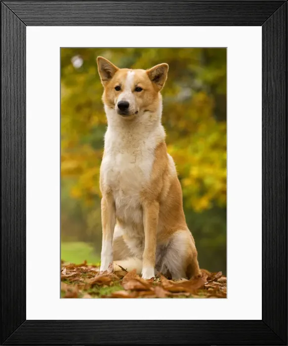 Framed Print : Canaan dog Framed Print : Canaan dog