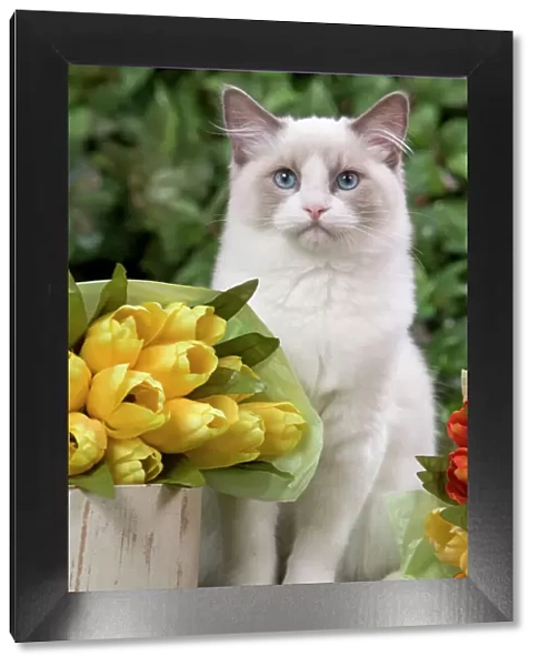 Ragdoll Cat - with flowres Digital Manipulation: widened eyes, softened facial expression