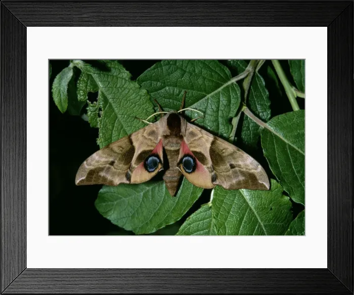 Framed Print : Eyed Hawk Moth - female on Sallow (food plant) - showing flash / warning colouration on eye-spots Framed Print : Eyed Hawk Moth - female on Sallow (food plant) - showing flash / warning colouration on eye-spots