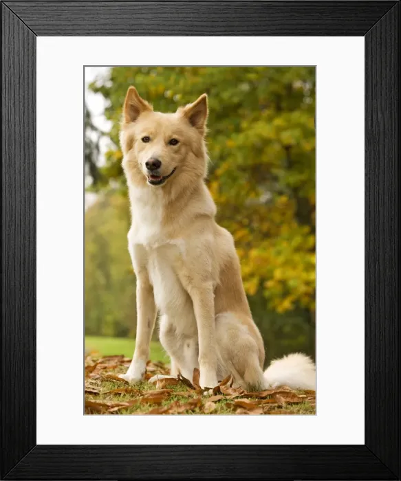 Framed Print : Canaan dog Framed Print : Canaan dog