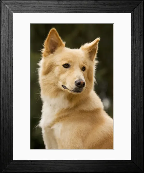 Framed Print : Canaan dog Framed Print : Canaan dog