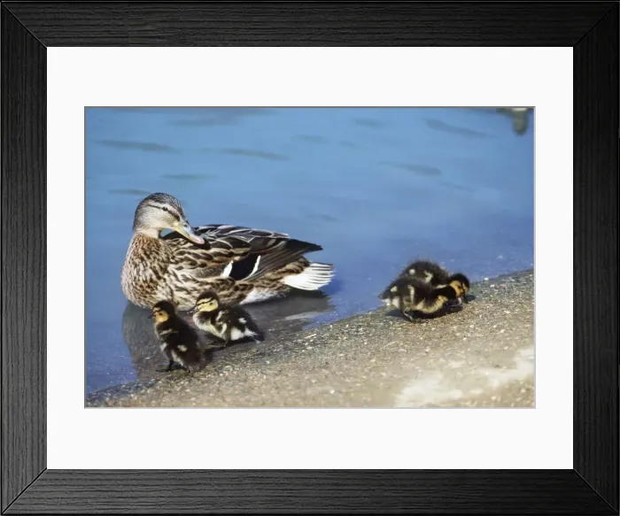 Framed Print : Mallard Duck with ducklings Framed Print : Mallard Duck with ducklings