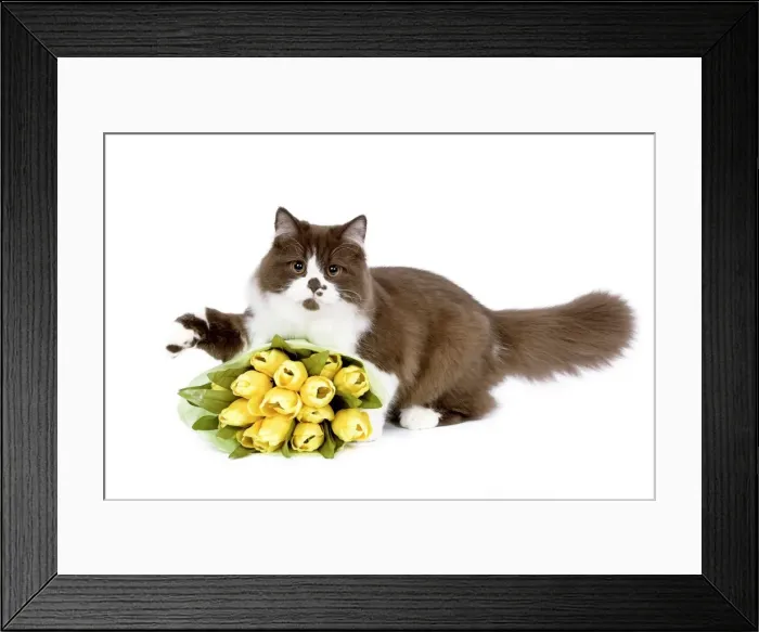 Framed Print : British Long Hair Cat - kitten with flowers Framed Print : British Long Hair Cat - kitten with flowers