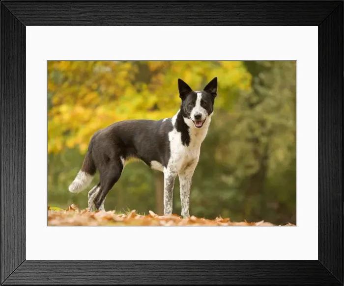 Framed Print : Canaan dog Framed Print : Canaan dog