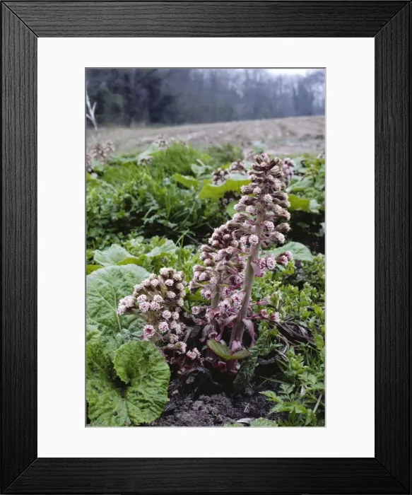 Framed Print : Butterbur. LB-12581. BUTTERBUR. Petasites hybridus Framed Print : Butterbur. LB-12581. BUTTERBUR. Petasites hybridus