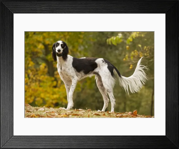 Framed Print : Dog - Saluki Framed Print : Dog - Saluki
