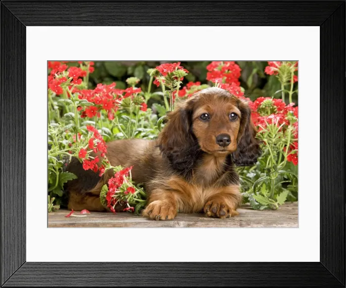 Framed Print : Long-Haired Dachshund / Teckel Dog - puppy with flowers. Also known as Doxie / Doxies in the US Framed Print : Long-Haired Dachshund / Teckel Dog - puppy with flowers. Also known as Doxie / Doxies in the US