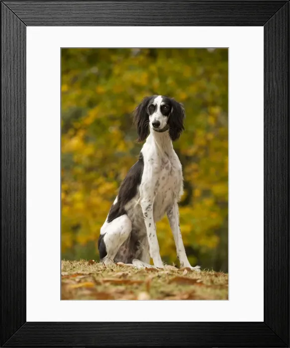 Framed Print : Dog - Saluki
