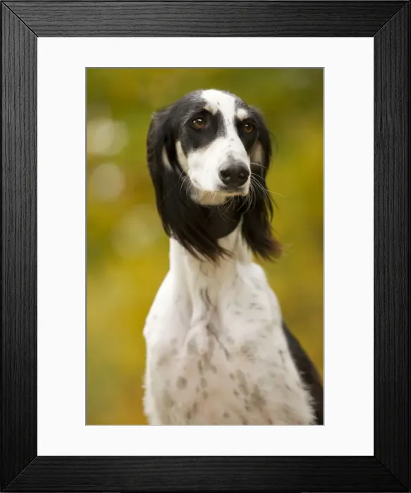 Framed Print : Dog - Saluki Framed Print : Dog - Saluki