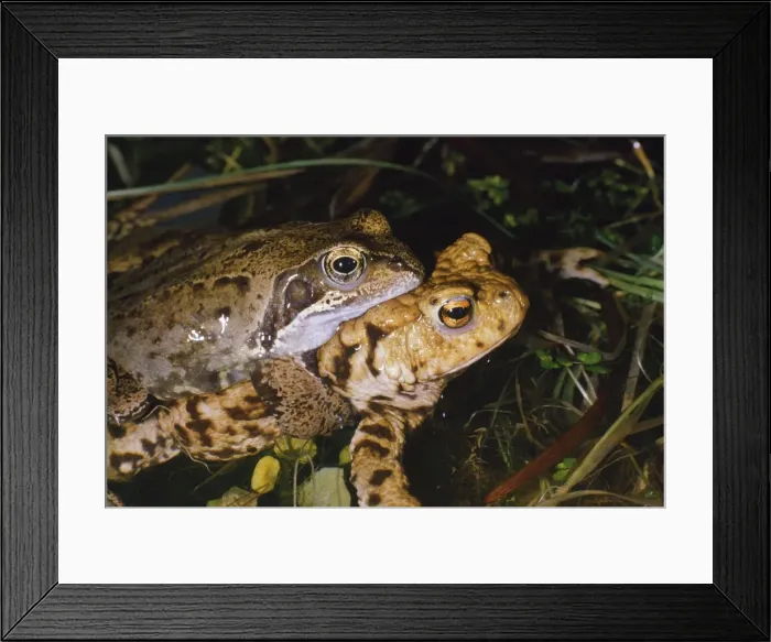 Framed Print : Common Frog - male found mating (amplexus) with female Common Toad (Bufo bufo) Framed Print : Common Frog - male found mating (amplexus) with female Common Toad (Bufo bufo)