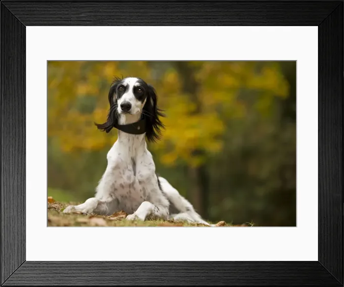 Framed Print : Dog - Saluki Framed Print : Dog - Saluki