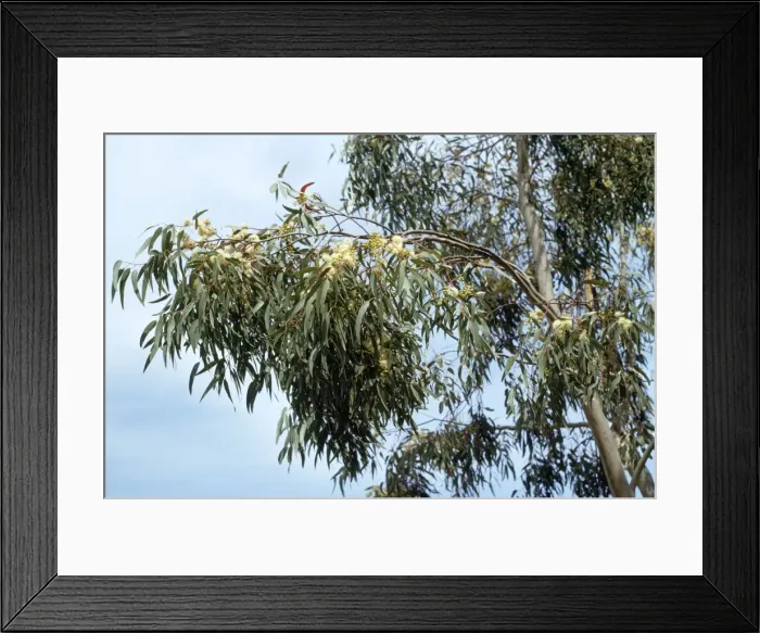 Framed Print : Eucalyptus Tree - flowering Framed Print : Eucalyptus Tree - flowering