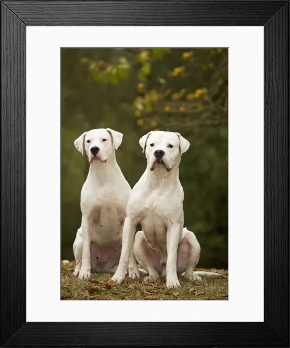 Framed Print : Dog - Argentinian Mastiff / Dogo Argentino Framed Print : Dog - Argentinian Mastiff / Dogo Argentino
