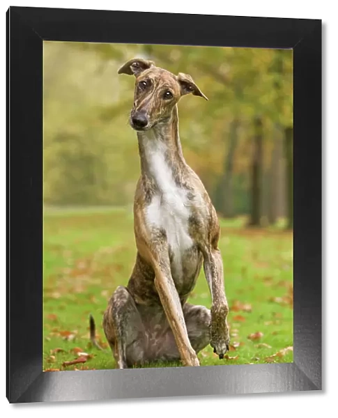 Dog - Hungarian Greyhound. Also known as Magyar Agar